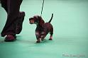 Crufts2011_2 1552